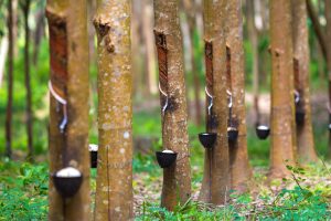 Conab realiza leilão de Pepro de borracha natural em nove estados