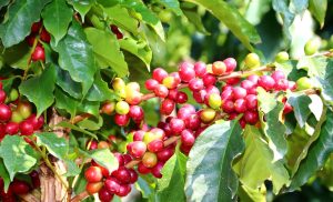 Exportação do café brasileiro atinge números extraordinários
