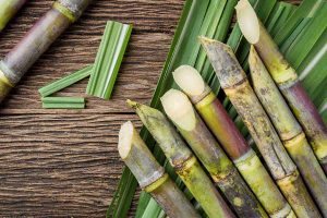 Setor de cana-de-açúcar apresenta potencial de crescimento em ano desafiador para a agricultura