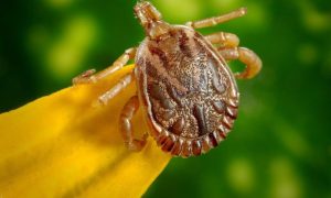 Febre maculosa pode ser prevenida com cuidados com animais de estimação