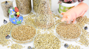 Cereais de inverno em dietas de suínos será tema de evento online
