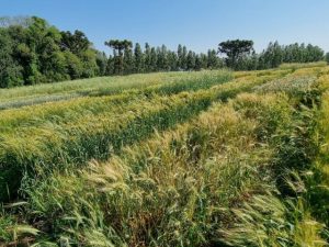 Dia de campo apresenta alternativas de produção de cereais de inverno para terras baixas