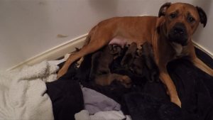 22 filhotes de uma vez: conheça a cachorrinha que agora é mãe de uma grande ninhada