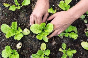 Hortaliças para plantar em junho