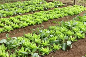 Dia de campo mostra soluções tecnológicas para a área da fruticultura e hortaliças