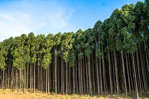 Florestas comerciais de eucalipto são mais interessantes para o mercado do que madeira nativa
