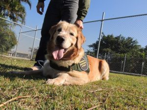 Cães farejadores auxiliam fiscais do Mapa em aeroporto