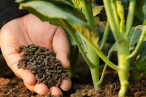 Oficina mostra como elaborar biofertilizantes com resíduos da propriedade rural