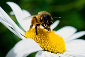Embrapa lança livro sobre as plantas preferidas dos polinizadores