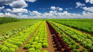 Inscrições abertas para evento sobre Transformação Digital na Horticultura