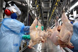 Exportação de frango cresceu 8,2% em SC