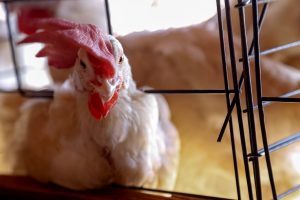 Sistema de Agricultura reforça cuidados com a biossegurança de aviários