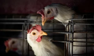 Confirmados três novos casos de gripe aviária no Brasil