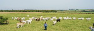 Sistema de integração melhora produção de soja no verão e pecuária no inverno