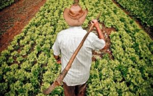 Programa Paraná mais orgânico irá liberar mais de R$ 7,9 milhões para projetos na área