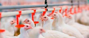 Biosseguridade é condição essencial para saúde na avicultura