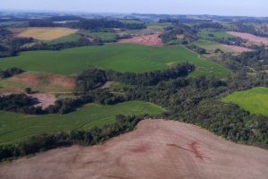IAT aplica mais de R$ 3 milhões em multas por desmatamento ilegal na região Sudoeste