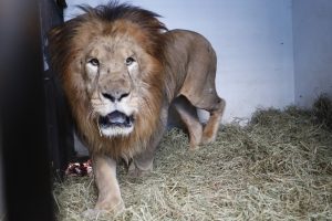 Novo morador do zoo de Cascavel: conheça o leão Francisco