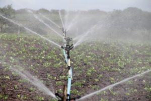 Agricultura irrigada pode diminuir impactos em regiões com escassez de água