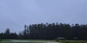 Ciclone deixa perdas de R$ 149 milhões para a agricultura familiar gaúcha