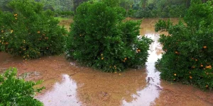 Reflexos do ciclone: produtores enfrentam dificuldades para escoamento da produção no RS