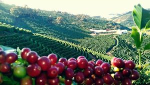 Região Sudeste tem 88,4% do faturamento das lavouras dos Cafés do Brasil em 2023