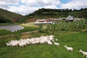 Empreendedor argentino investe na primeira granja leiteira de cabras do Brasil