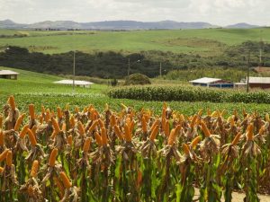 Cerca de 35 mil produtores rurais receberão sementes de milho