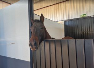 Nada comum: conheça a potra Pepa que fez um procedimento raro no Hospital Veterinário da UNIGUAÇU