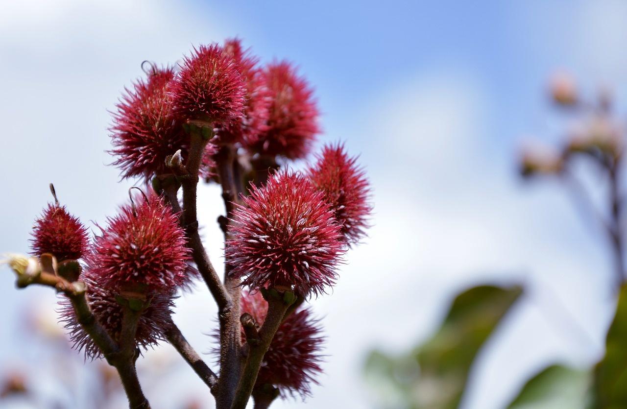 Urucum