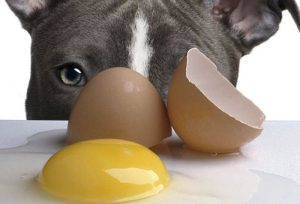 Pode dar casca de ovo para cachorro?