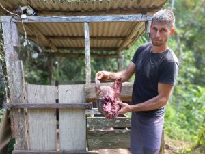 Após onça atacar porca, Ibama orienta moradores