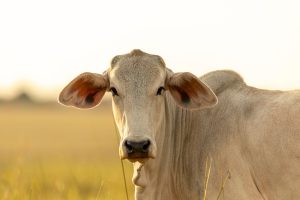 Verminoses impactam o gado de corte e de leite