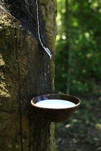 Conab realiza leilão de Pepro de borracha natural