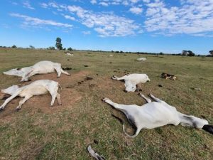 Gado morre de frio em dois estados: prejuízo passa de R$ 3 milhões