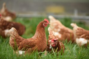 Primeiro caso de gripe aviária é registrado em criação de aves domésticas
