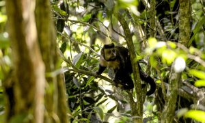 Programa Mata Atlântica abre inscrições para projetos: cada um vai receber R$ 40 mil