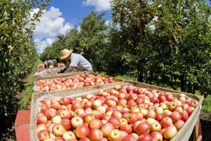 Desafios e soluções na produção de frutas em regiões com clima frio é tema de evento