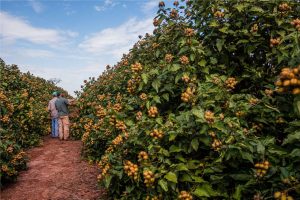 Produtores de urucum esperam safra recorde no Paraná