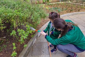 Alimentação escolar: conheça projetos exemplos de boas práticas