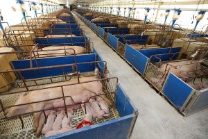 Em cinco anos, produção de carne suína do MS tem aumento significativo