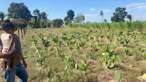 Produtores ampliam opções de alimento para gado com plantas típicas do Nordeste
