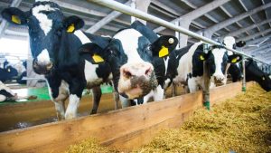 Baixa no preço do milho ameniza custo da produção leiteira, mas cenário está longe de ser o ideal