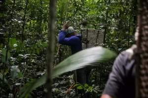 Reunião debate ações para auxiliar a implementação do novo cadastro de produtor florestal