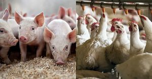 Custos de produção encerram 2023 em R$ 6,20 por quilo vivo de suíno e R$ 4,41 em frango de corte