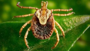 Febre maculosa: saiba como a doença é transmitida e como se prevenir
