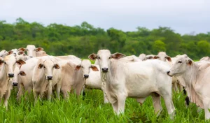 Manejo das pastagens é uma estratégia econômica e eficiente para bons resultados do rebanho