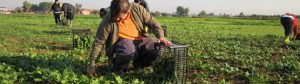 FAO reconhece 78 sistemas importantes do patrimônio agrícola mundial