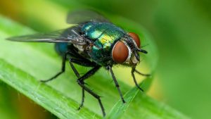 Plano de comunicação para controle da mosca da bicheira é elaborado