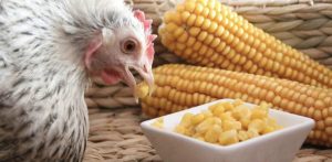 Um puxa o outro: queda no preço do milho afeta diretamente mercado do frango